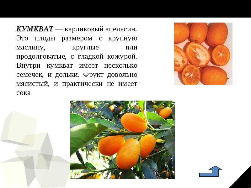 Мандариновое дерево в горшке: особенности выращивания в домашних условиях - sadovnikam.ru