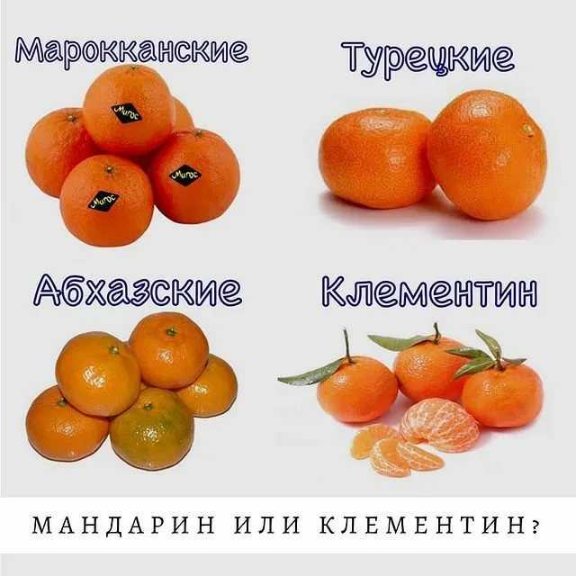 Клементины и мандарины отличие, в чем разница и в чем сходство фруктов