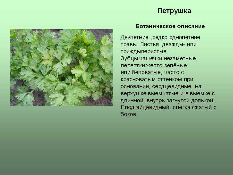 Как по листьям определить болезни тыквы: фото, описание заболеваний и способы реанимации