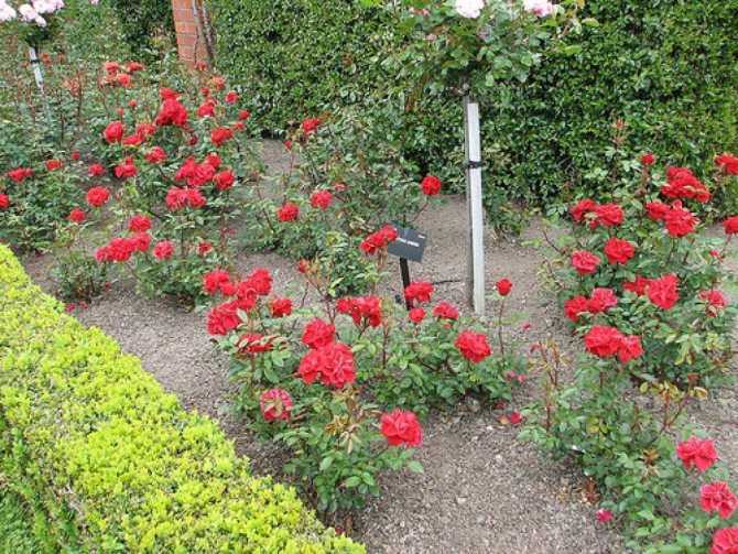 Уход за розами летом в саду. подкормка, размножение, обрезка :: syl.ru