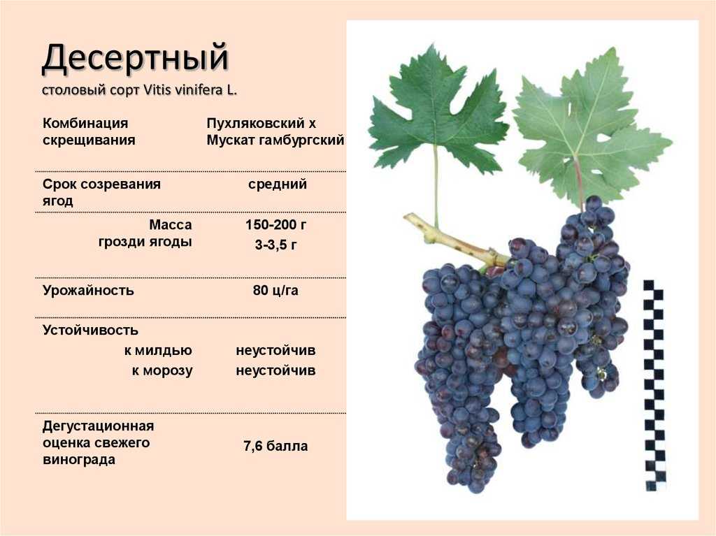Технические сорта винограда: что это значит, характеристики и описание самых лучших, старинные, как выбрать сорт, топ