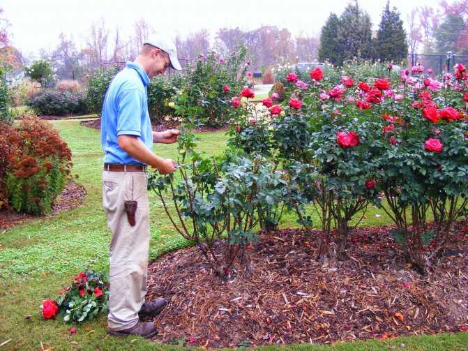 Садовые розы — 10 популярных сортов, для начинающих садоводов, как вырастить, правильная обрезка, кустовые розы фото