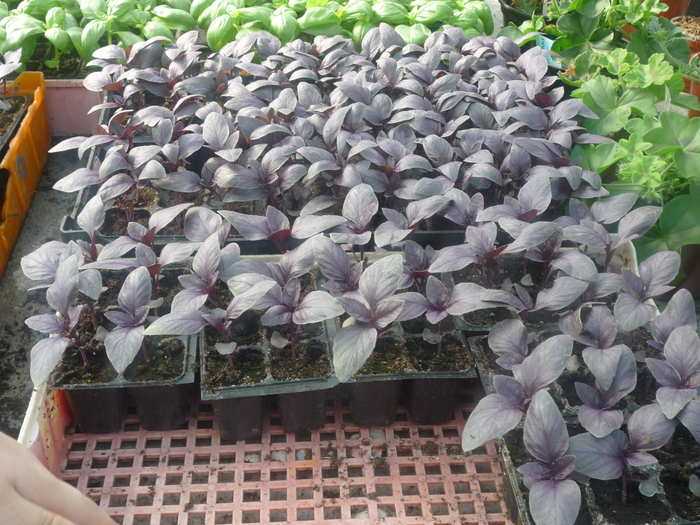 Базилик фиолетовый: выращивание из семян, уход, подкормка в теплице, парнике и в открытом грунте, на даче. когда и с чем можно сажать базилик фиолетовый, через сколько дней он всходит после посева? на
