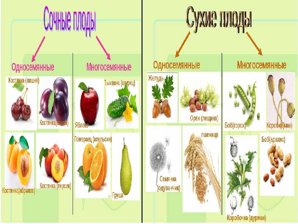 Что такое арбуз: к какому семейству относятся плоды, какие бывают и чем полезны