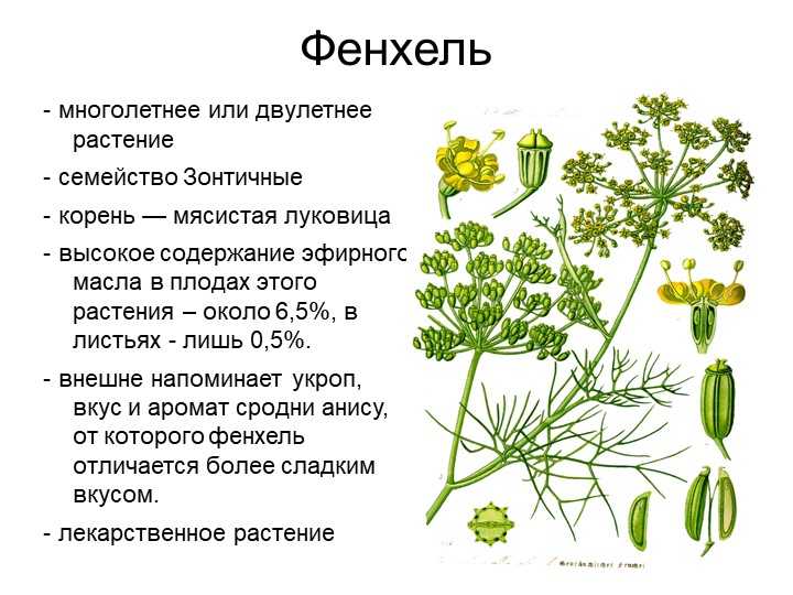 Соцветия растений, биологический смысл, простые и сложные соцветия