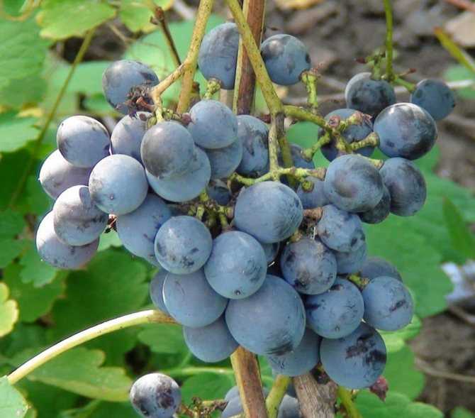 Винные (технические) сорта винограда