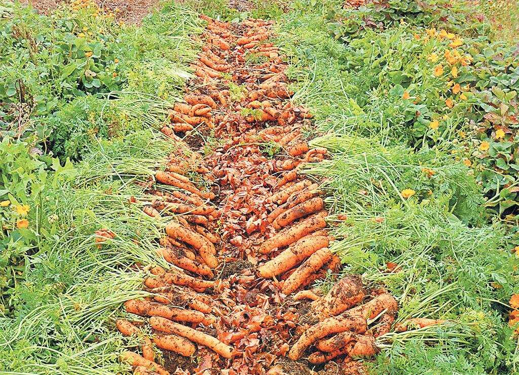 Морковь бизнес план 1 гектар сколько урожай. выращивание моркови: как получить тонну с сотки