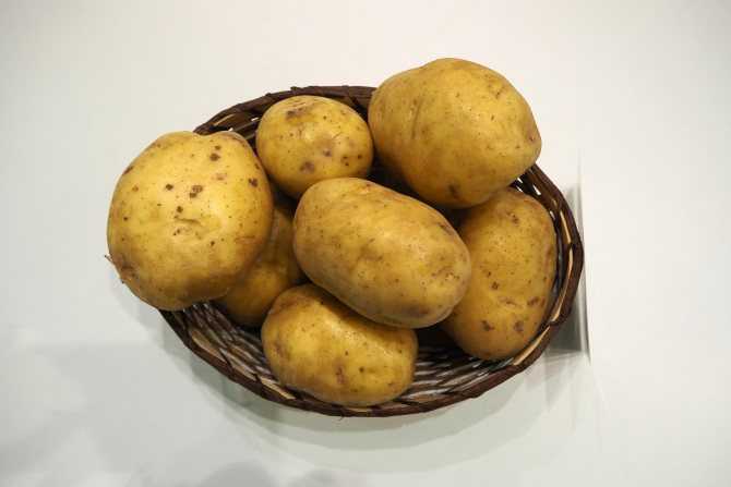 Картофель ирбитский: описание сорта картошки, фото внешнего вида, отзывы тех, кто её выращивал