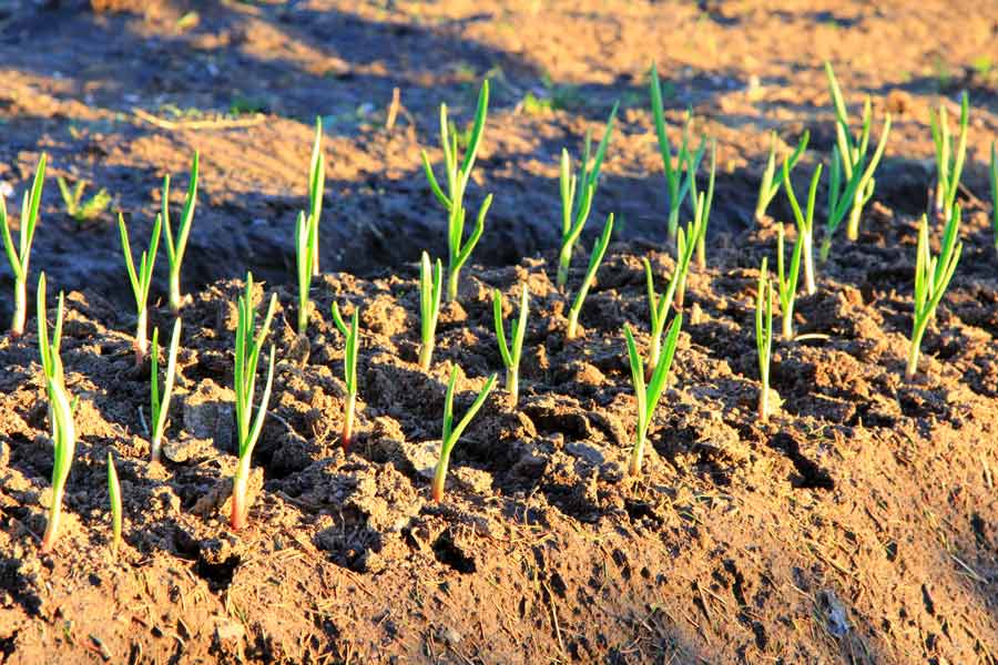 Секреты посадки лука под зиму осенью: сроки посадки и лучшие сорта, агротехника выращивания