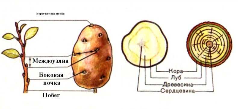 Что представляет собой клубень картофеля?