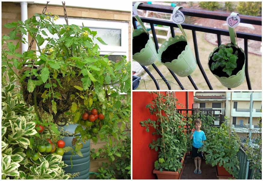 Как выращивать капусту брокколи на даче в открытом грунте — от посадки до сбора урожая