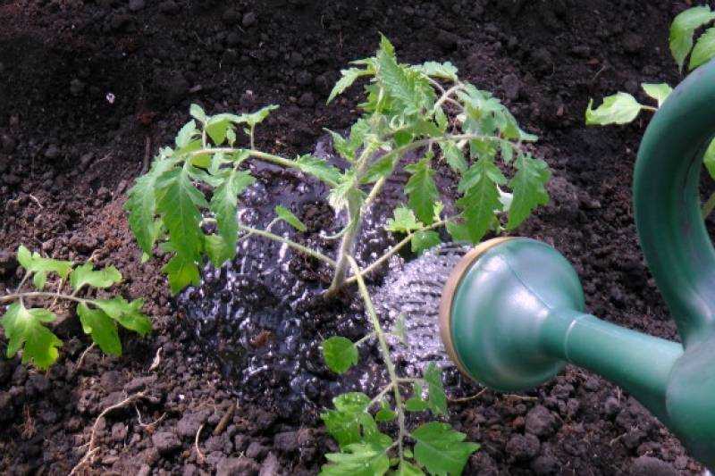 Как часто поливать арбузы в открытом грунте: правила полива