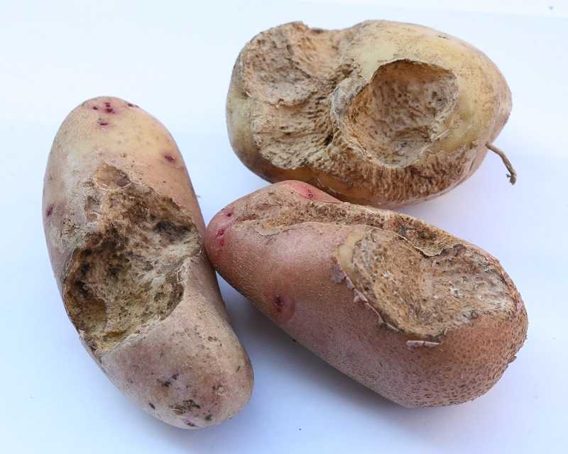 Почему в земле трескается картошка: причины и методы борьбы, фото