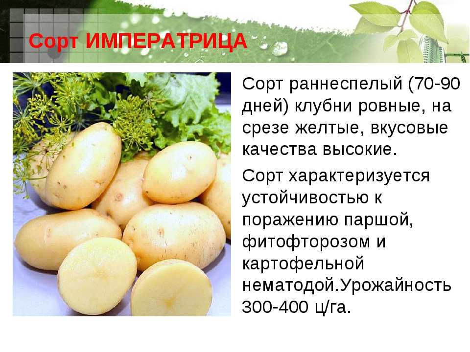 Описание сорта картофеля бельмондо: отзывы и характеристика