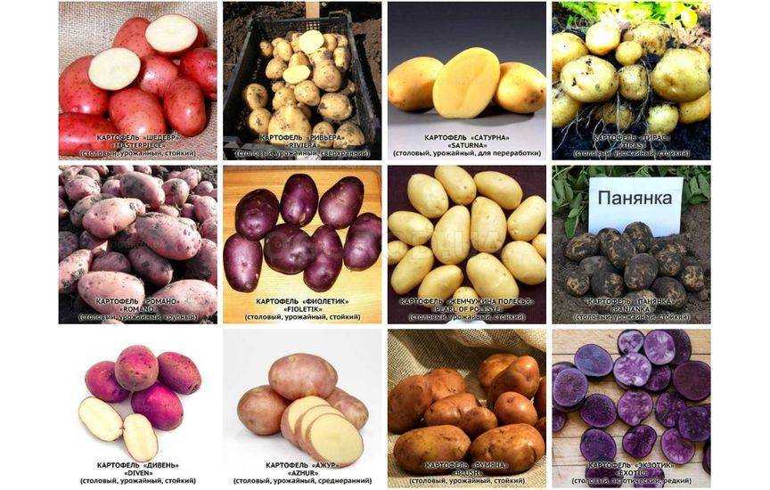 Картофель брянский деликатес - гарантия раннего урожая: описание сорта, характеристика русский фермер