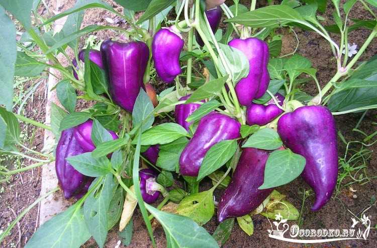Необычный сорт с фиолетовыми плодами — перец «биг папа» и нюансы его выращивания