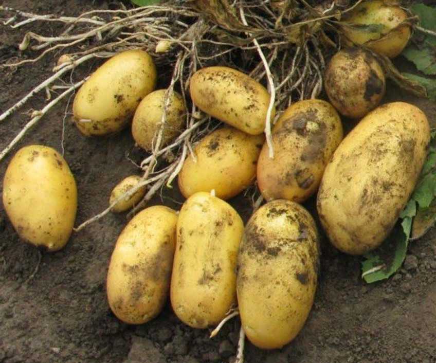 Картофель лимонка: описание сорта, фото, характеристика, особенности русский фермер