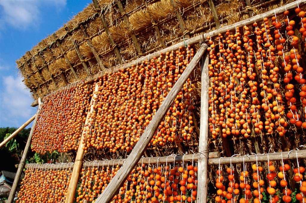 Сушка хурмы в Абхазии. Хурма сушится в Абхазии. Сушка ягод. Сушка плодов и овощей.