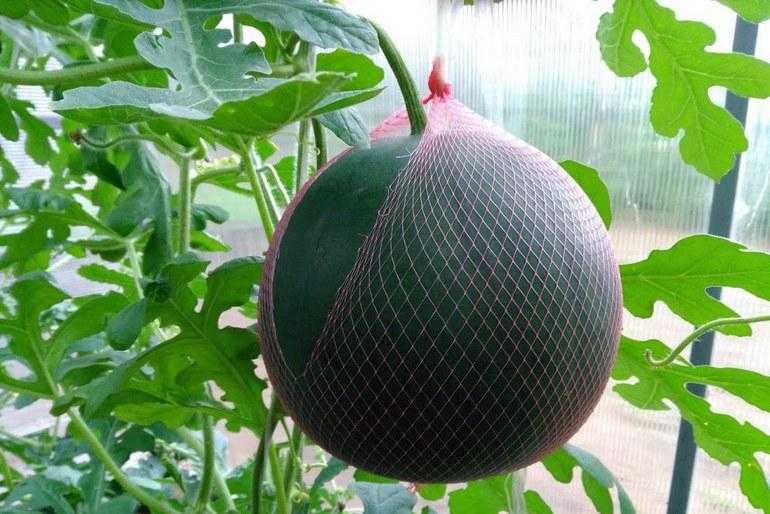 Арбуз огонек: описание сорта, выращивание в открытом грунте и теплице с фото