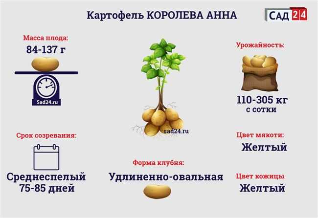 Картофель крепыш: описание сорта, фото, отзывы о вкусовых качествах и сроках созревания, особенности выращивания и хранения, характеристика урожайности