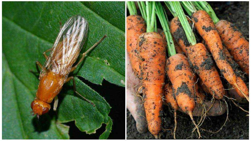 Морковная муха избавление без химии - огород природное земледелие
