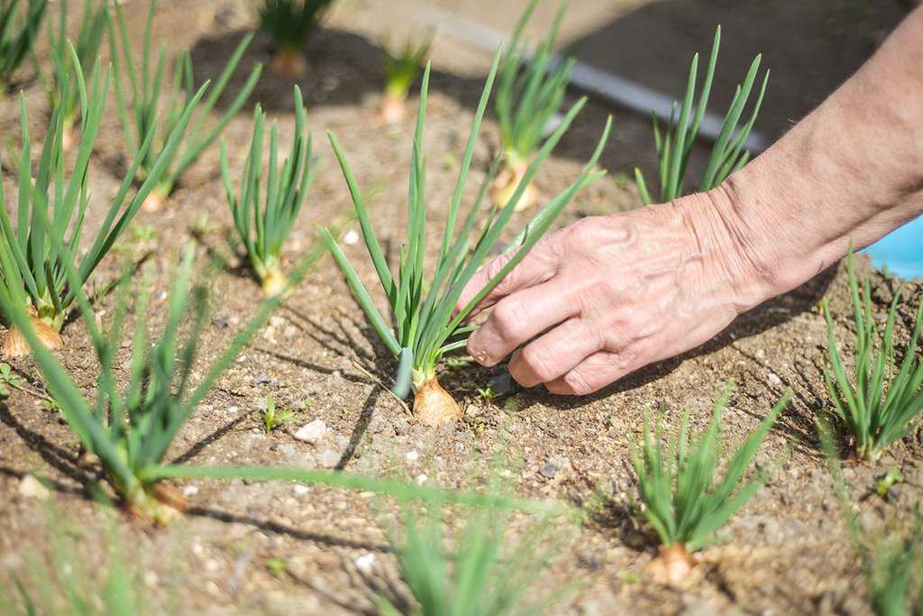 Гибрид лука «геркулес»: можно ли сажать под зиму и особенности выращивания