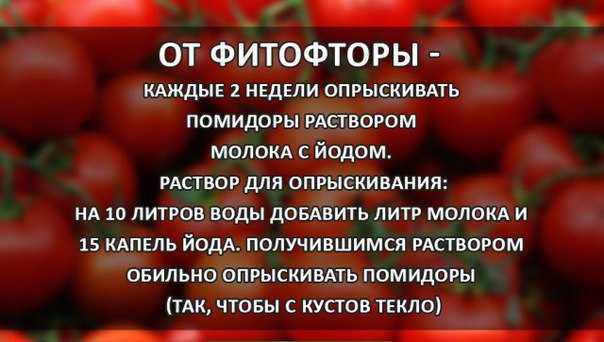 12 простых средств чем обработать помидоры в 2021 от фитофторы в теплице и в открытом грунте
