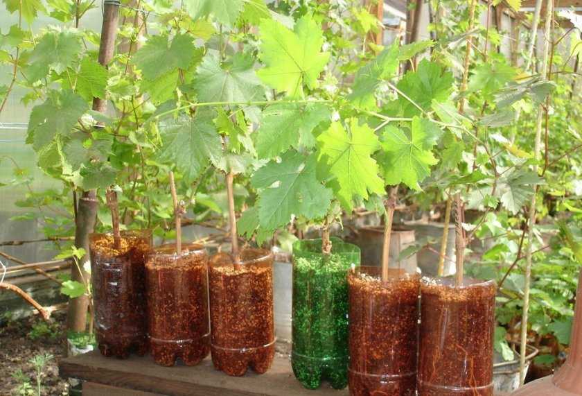 Проращивание черенков винограда весной в домашних условиях.