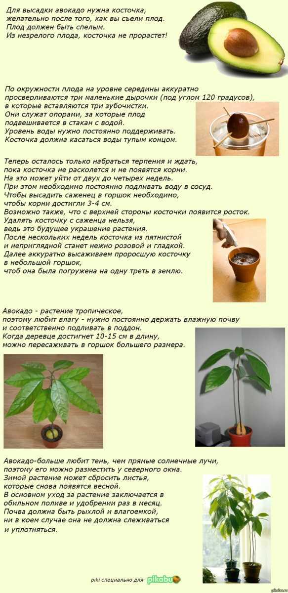 Авокадо из косточки: как вырастить экзотический плод у себя дома? | ogorodnik.com