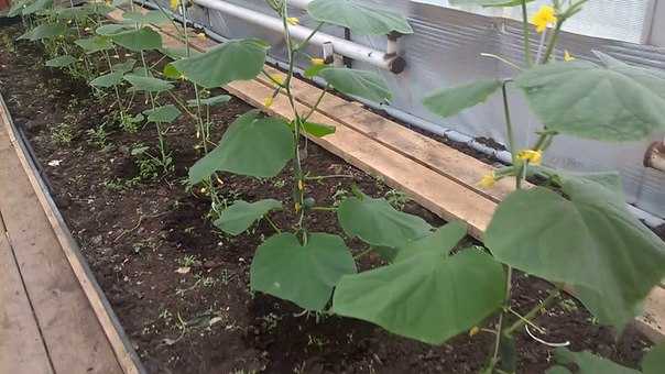 Как правильно выращивать баклажаны в теплице из поликарбоната