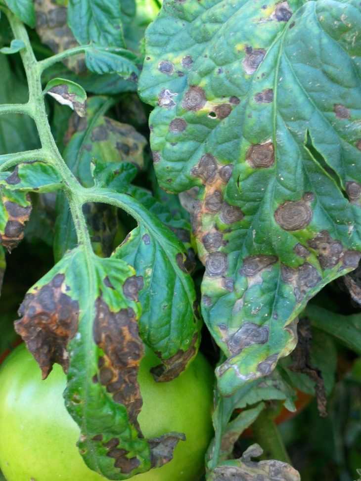 Желтые пятна на листьях помидор: причины появления, что делать