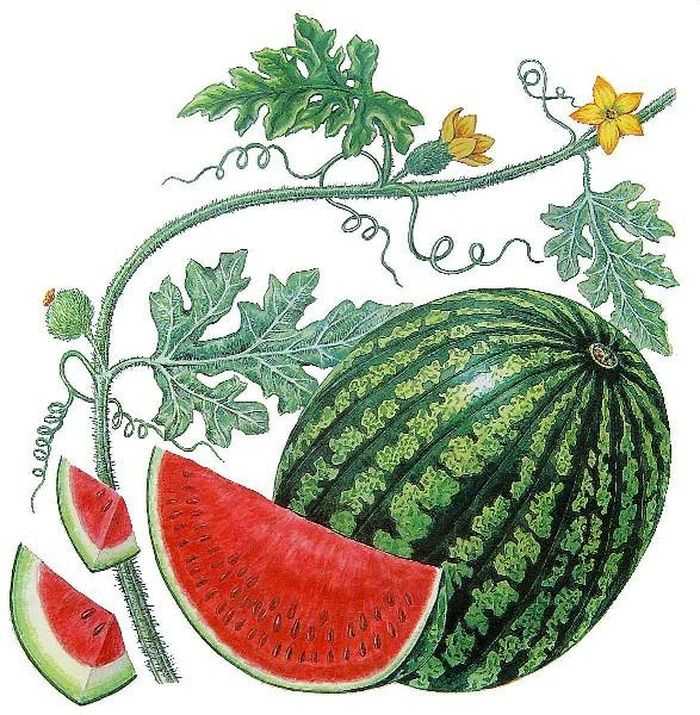 Дыня это ягода или фрукт - описание и особенности плода