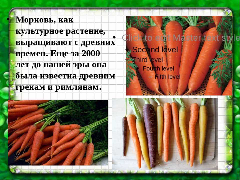 Морковь: что это такое, овощ или фрукт, корнеплод или нет, как выглядит на фото, где растет в открытом грунте на грядке и характеристика, история, род, описание русский фермер