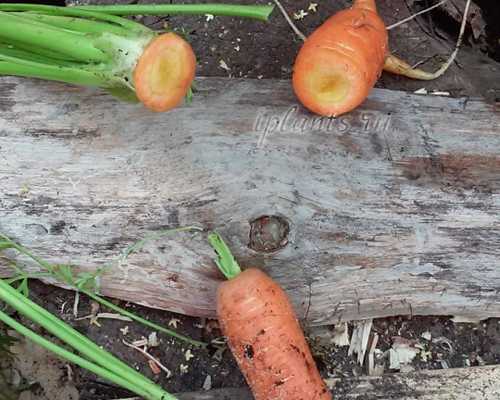 Как обрезать морковь для хранения на зиму правильно: надо ли срезать ботву, способы и сроки хранения