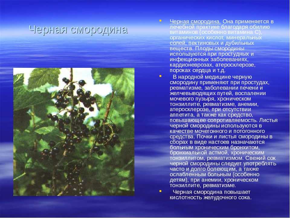 Значение роста в жизни смородины. Смородина лекарственное растение. Черная смородина лекарственное растение. Смородина листья полезные.