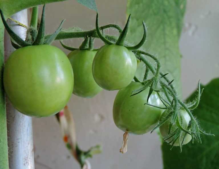 Как посадить и вырастить томат благовест: описание сорта и правила ухода