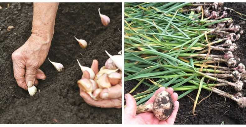 Выращивание чеснока в открытом грунте: советы и правила