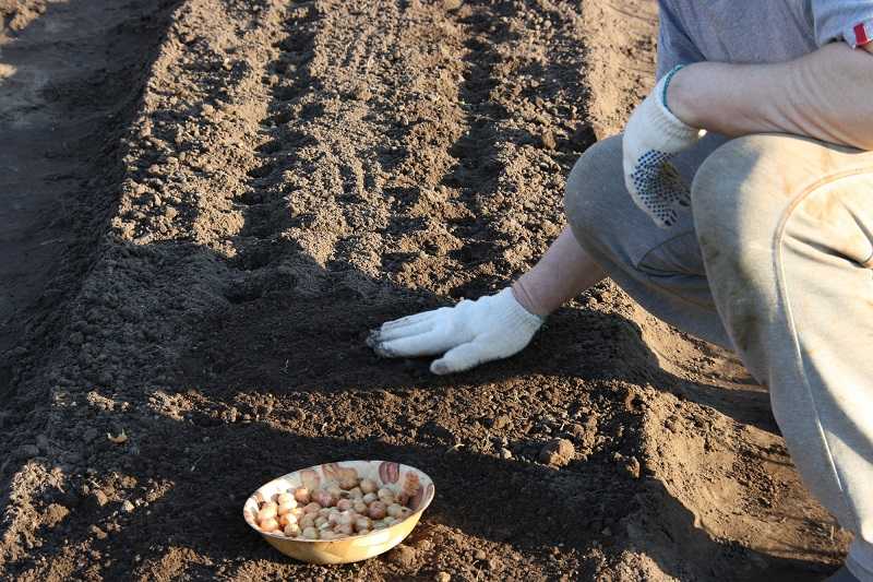 Подготовка грядки под лук осенью: для посадки, под зиму, какие удобрения и когда использовать