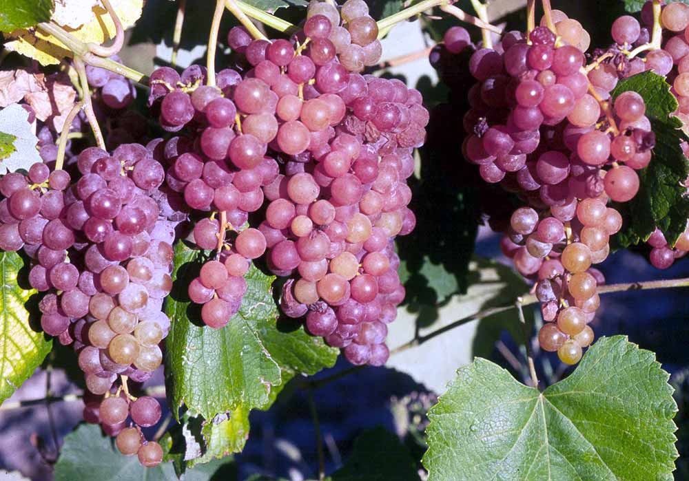 10 лучших сортов винограда для средней полосы