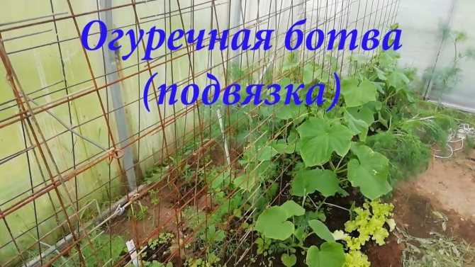 Как подвязать огурцы в теплице из поликарбоната - способы подвязки