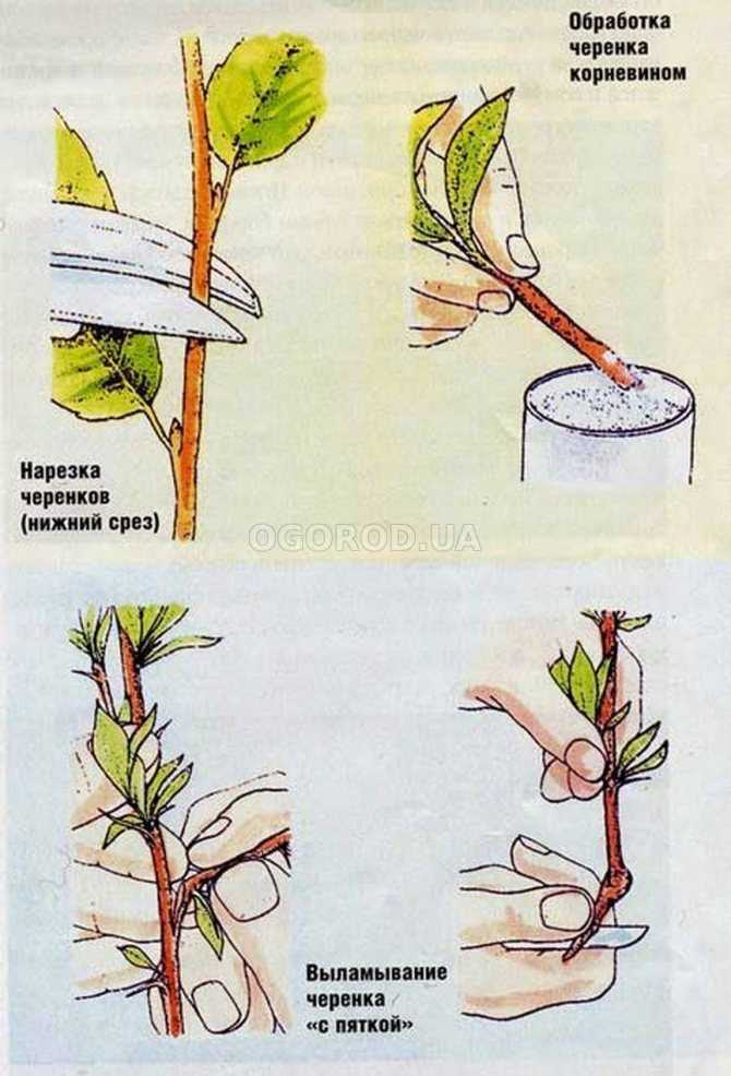 Как посадить калину весной