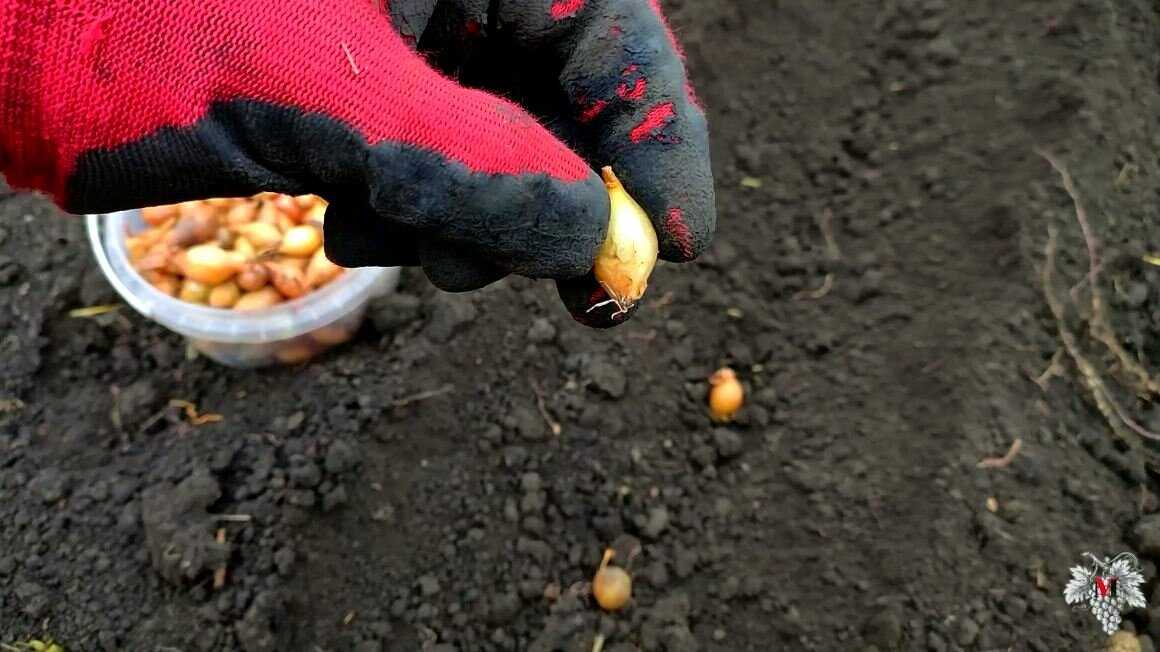 Можно ли сажать лук геркулес под зиму - особенности посадки