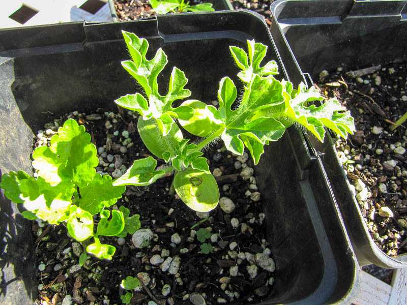 Как вырастить арбузы на даче - в теплице и открытом грунте