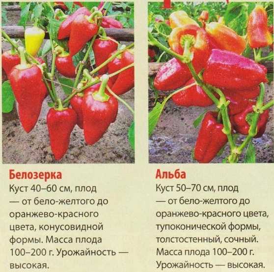 Перец бугай: выращивание и особенность сорта
