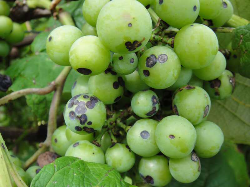 Весенняя обработка винограда от болезней – этапы и список препаратов