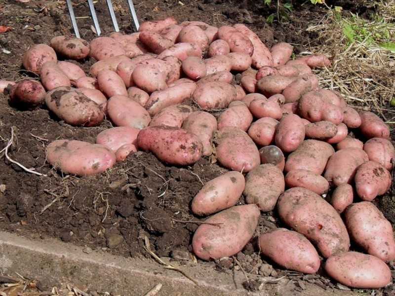 Мексиканская картошка батат — что это такое, описание