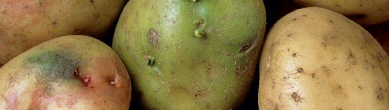 Картошка с зелеными боками: можно ли ее есть, если срезать кожуру?