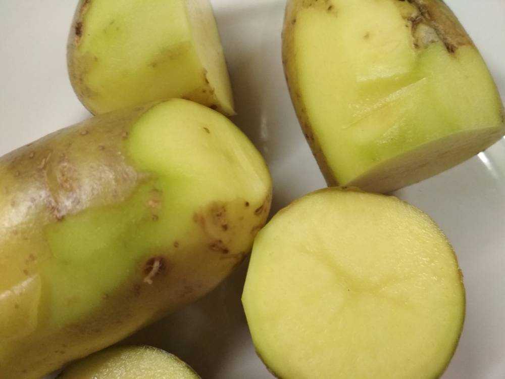 Можно ли есть зеленую картошку без вреда для здоровья и как оказать первую помощь при отравлении