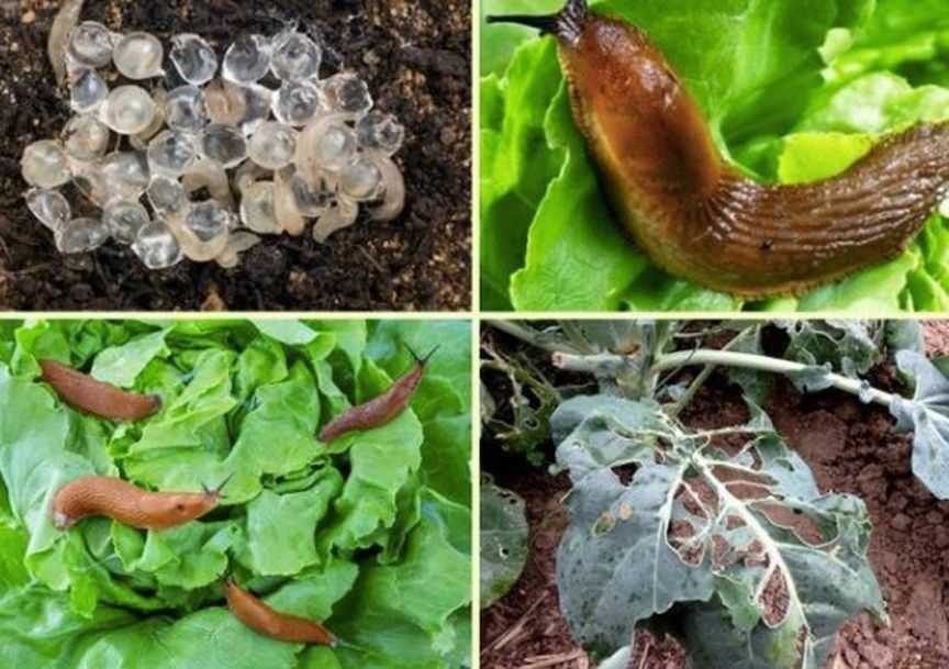 Как бороться со слизнями красными и страшными: 7 способов — agroxxi
