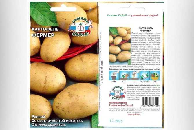 Среднеспелый, высокоурожайный сорт картофеля «луговской», идеально подходящий для пюре